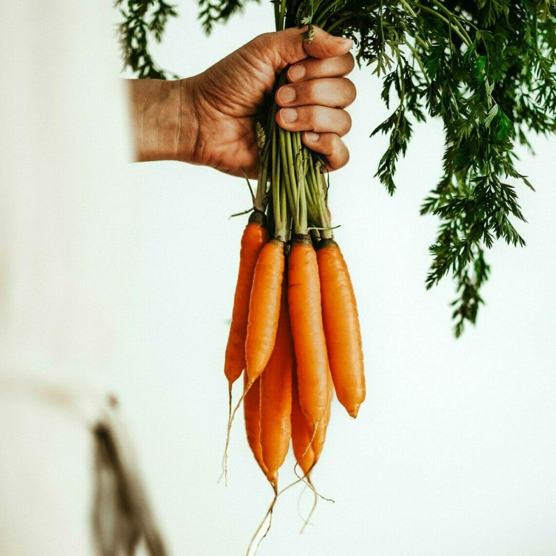 Karotten Bund gehalten in Hand