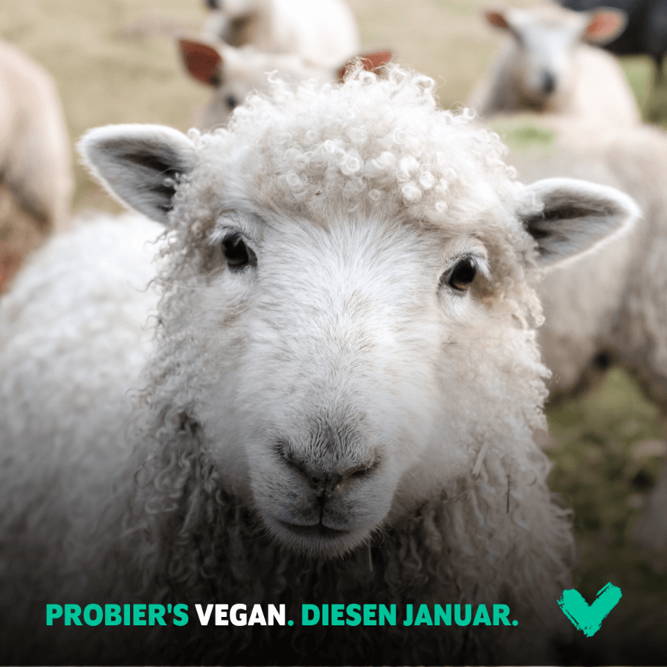 Schaf für Veganuary